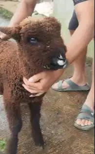 1 ekor anakan cempe domba merino jantan hitam 4 bulanan koleksian unik
