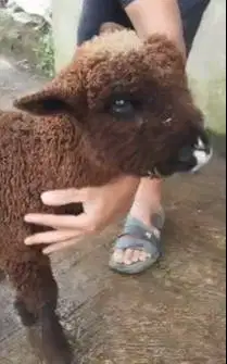 1 ekor anakan bibit domba merino hitam jantan 4 bulan langka exotik ok