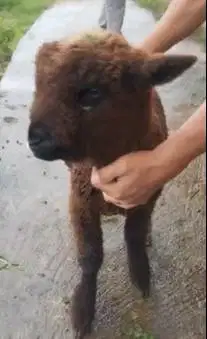 1 ekor bibit anakan domba merino hitam jantan 4 bulanan koleksian unik