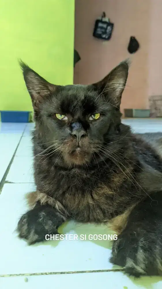 Mainecoon CFA Male Adult Black Solid & White