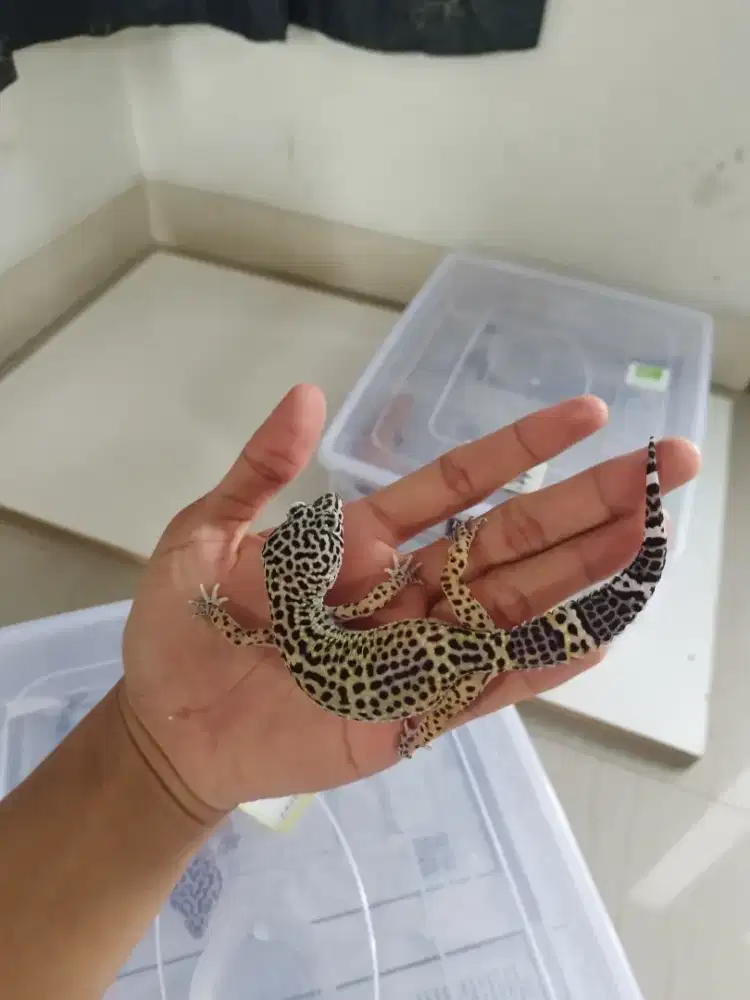 Leopard Gecko female