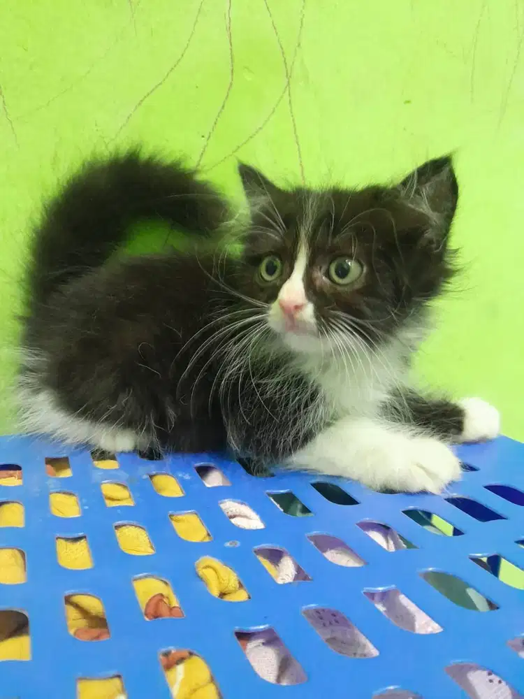 Kucing persia kitten 2 bulan