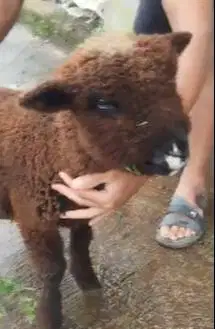 1 ekor cempe bibit domba merino hitam 4 bulanan langka exotik koleksi