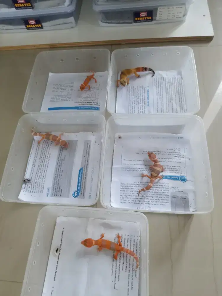 Gecko baby data lengkap