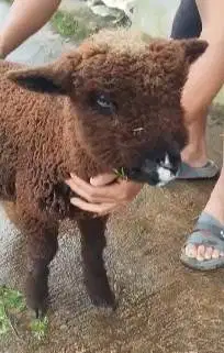 1 ekor cempe anakan domba merino hitam 4 bln exotik langka jarang ada