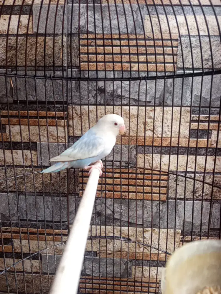 Lovebird pd blue duda