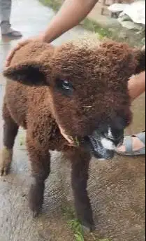 1 ekor cempe bibit domba merino hitam 4 bln jantan exotik koleksian ok