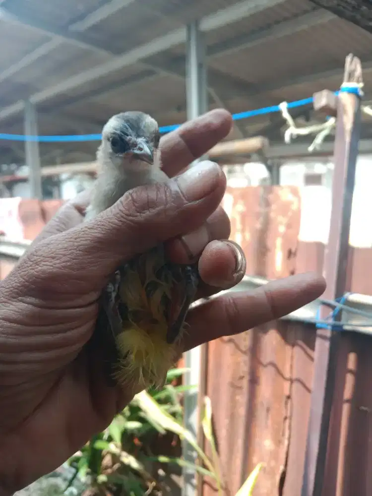 Burung trucukan paud