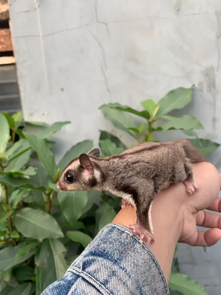 Sugar glider 3 bulan