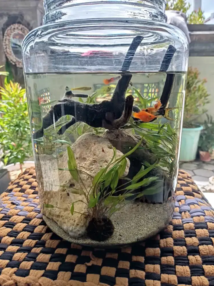 AQUARIUM TOPLES KACA