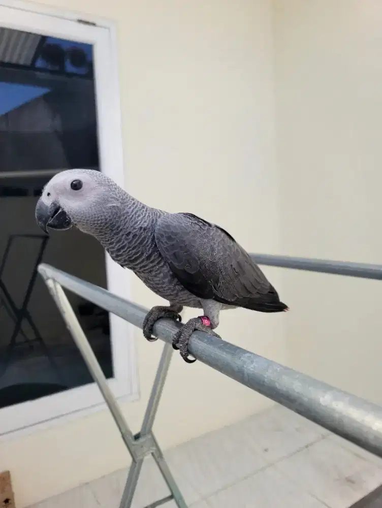 Parrot African Grey Non DNA