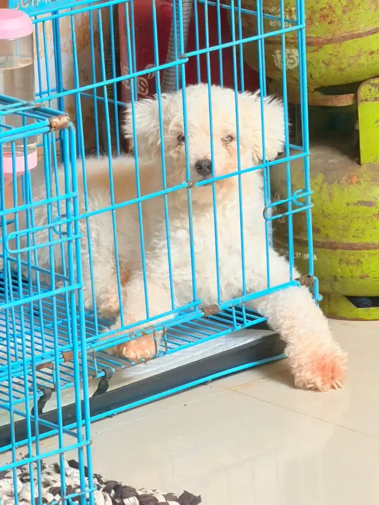 Di jual podle Jantan dan betina