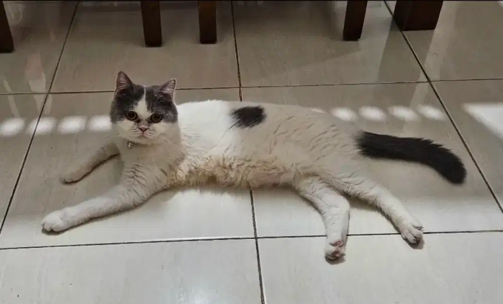 BSH british short hair betina