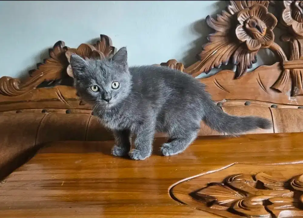 Kitten bsh british short hair betina