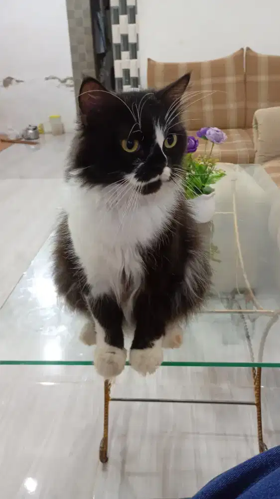 Lepas adopsi kucing himalaya