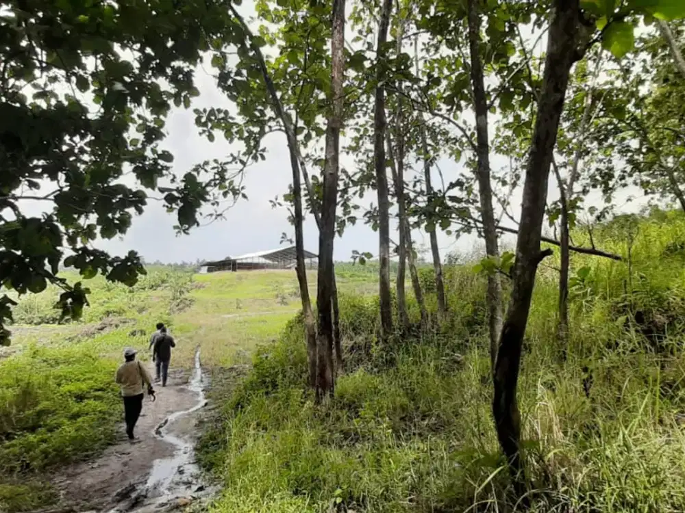 Dijual Tanah Di Sidomulyo, Lampung Selatan (KOde : AY 3530)