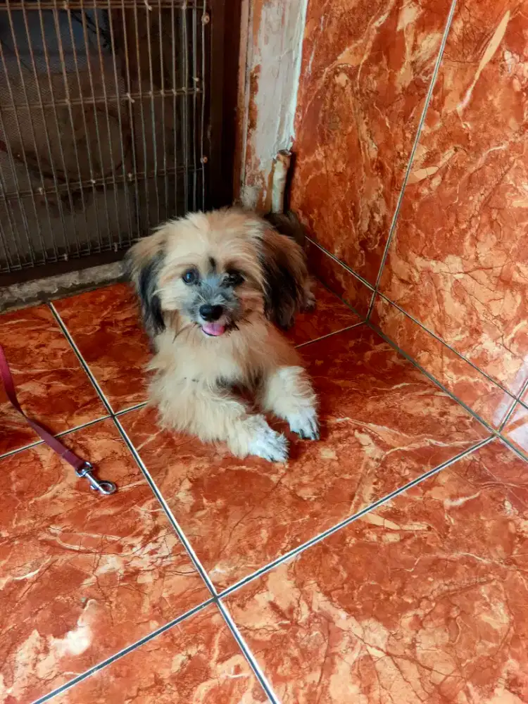 Anak dogy shitzu