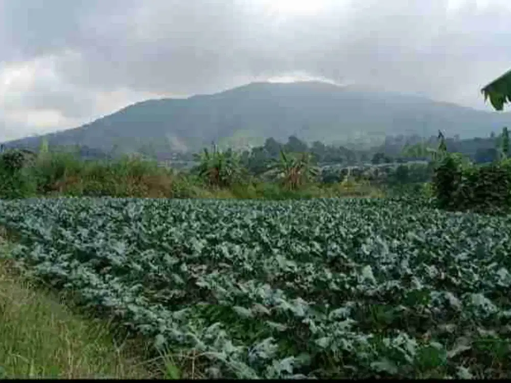 DI JUAL TANAH PREMIUM SANGAT COCOK UNTUK VILLA KELUARGA DAN KOMERSIAL.HARGA SANGAT MURAH LOKASI PINGGIR SUNGAI
