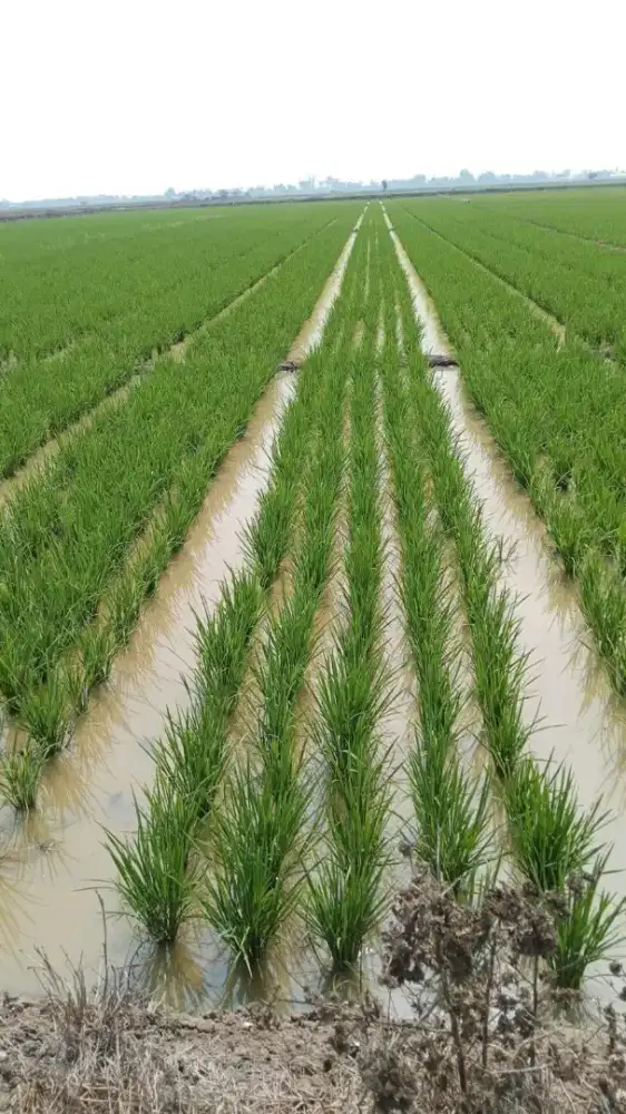 Dijual sawah produktif pertahun 3x panen