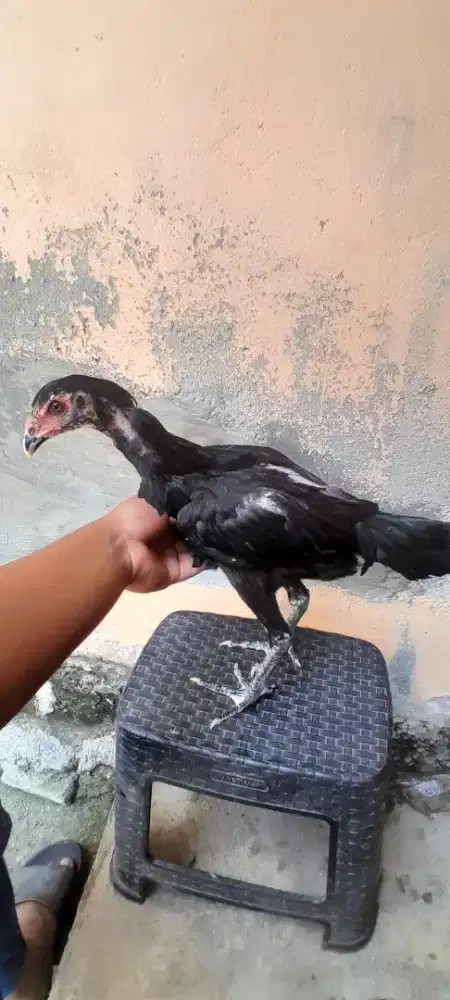 Anak ayam pakoy