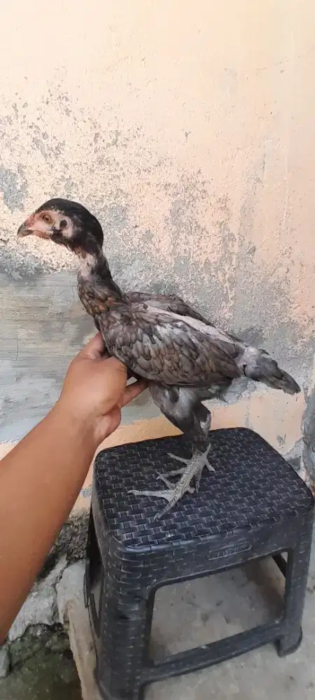Anak ayam mangon