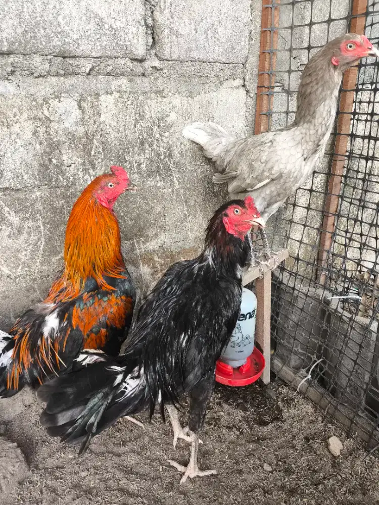 Jago Babon kampung 3 Ekor Borong