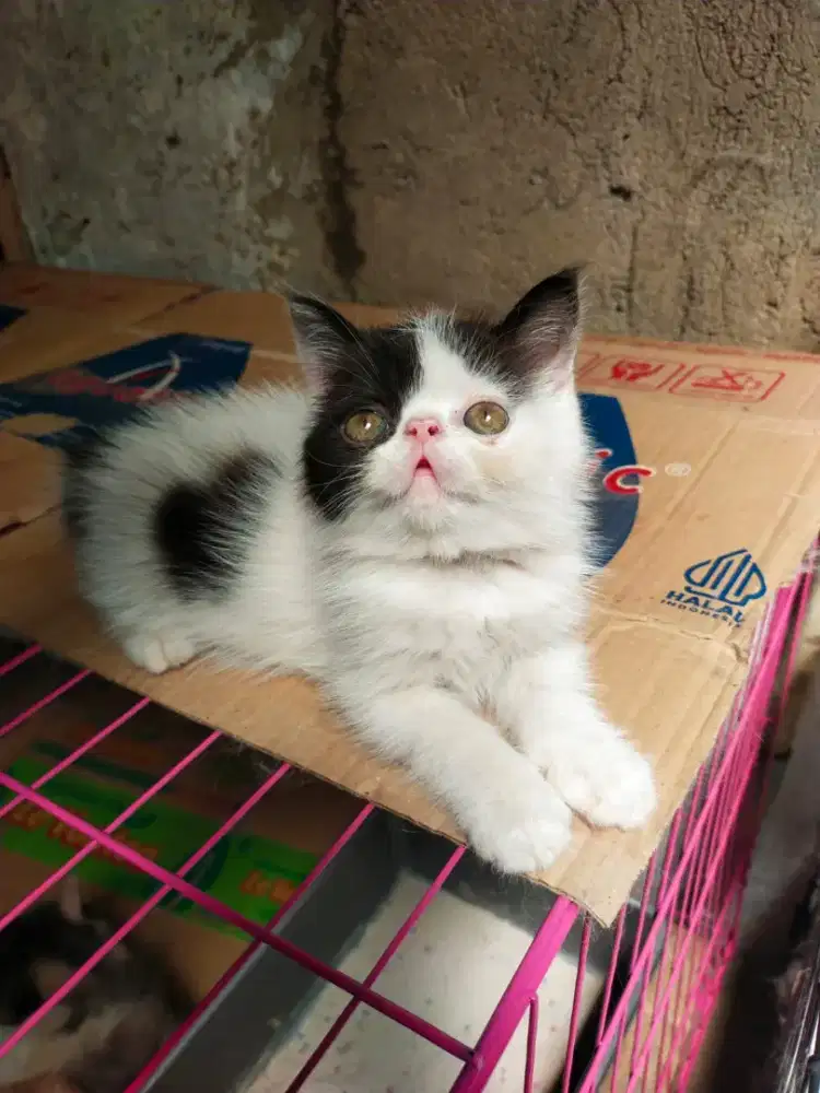 Kucing Persia peaknose