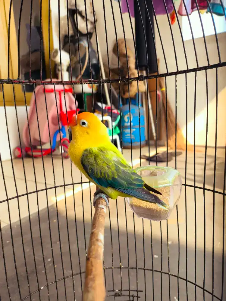 Lovebird Biola PB Ewing
