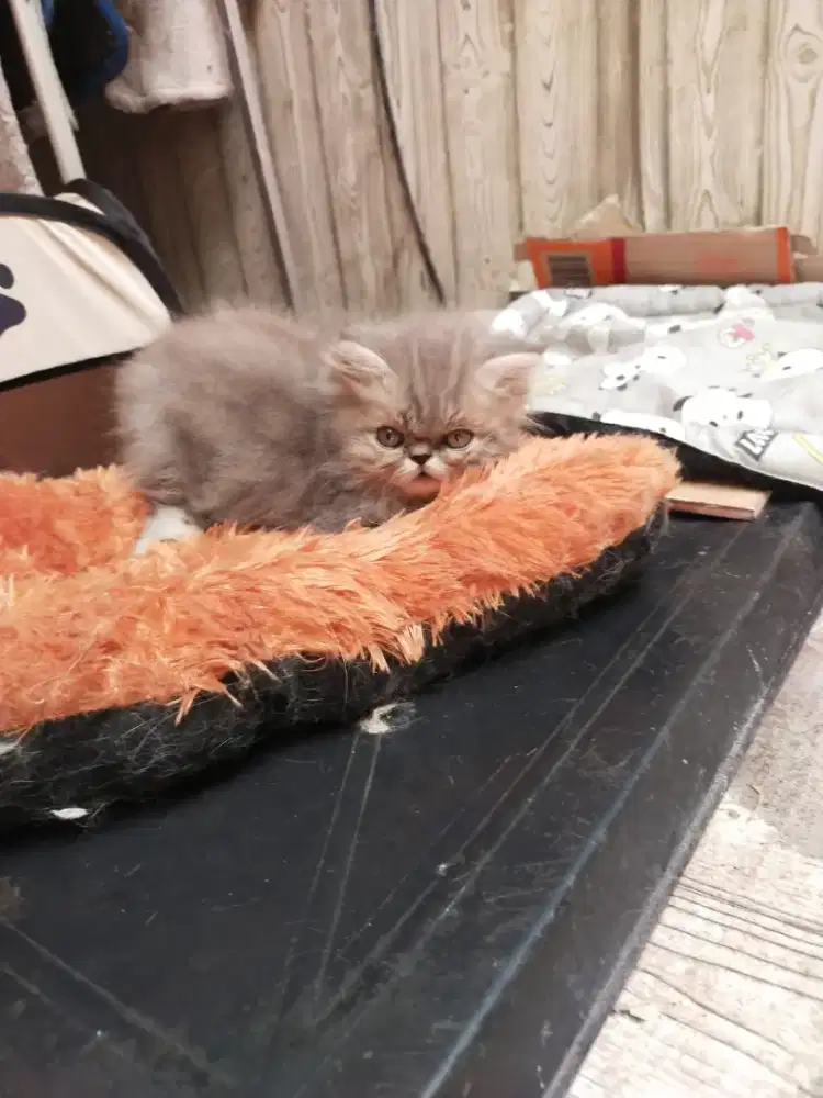 Kucing Persia peaknose