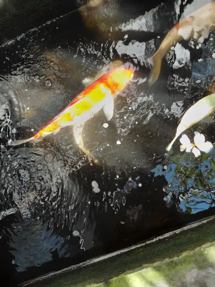 Jual koi murah, harga nego