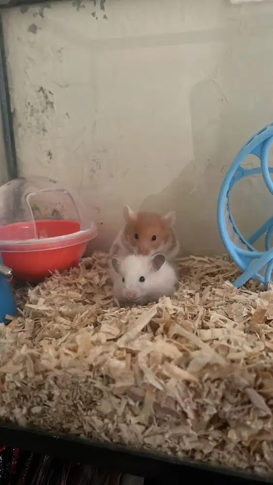 Hamster jinak sehat syirian