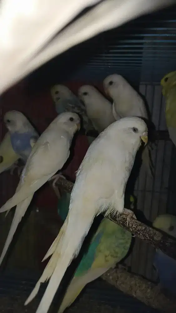 Parkit mutasi kualitas mantul