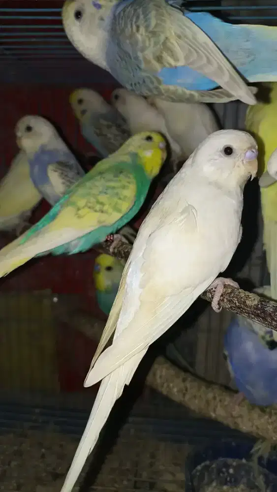 Parkit mutasi, hrg sesuai warna