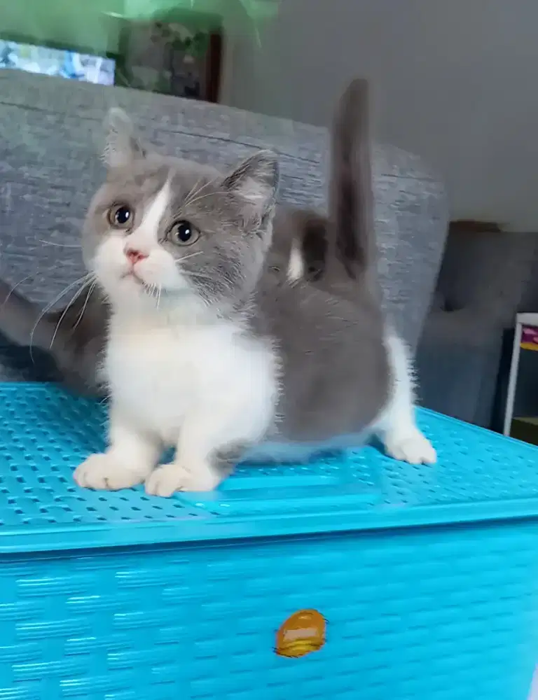 MUNCHKIN BSH BICOLOUR