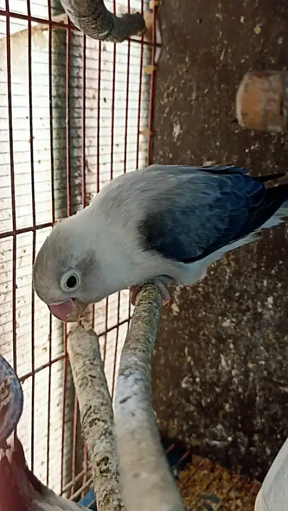 LB biola euwing Vio dewasa