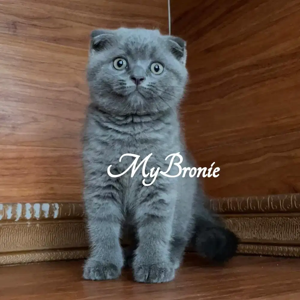 Kucing scottish fold anakan import
