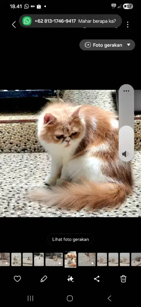 Kucing persia betina
