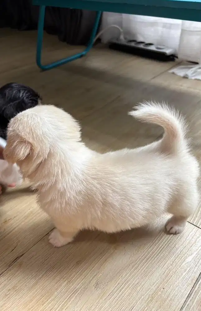 Toy shitzu malthesee