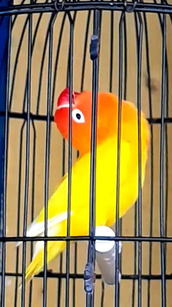 BURUNG LOVEBIRD LONTINO JANTAN NGEKEK