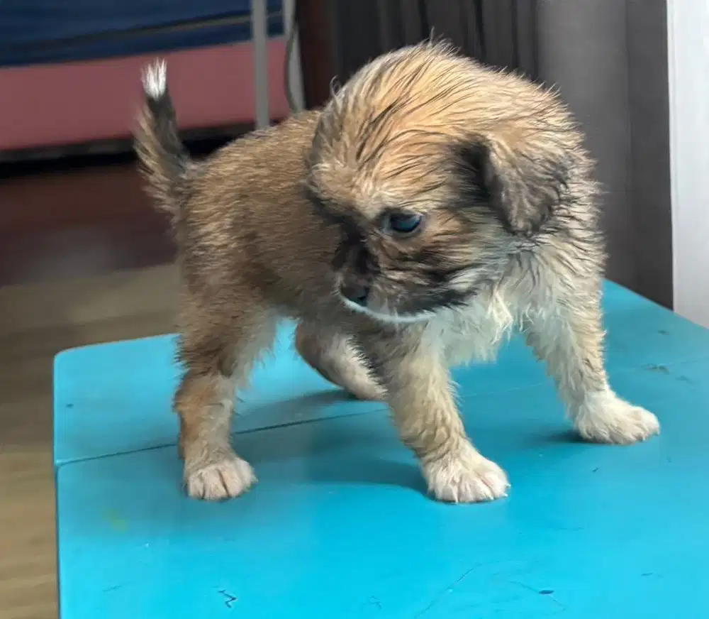Toy shitzu malthesee