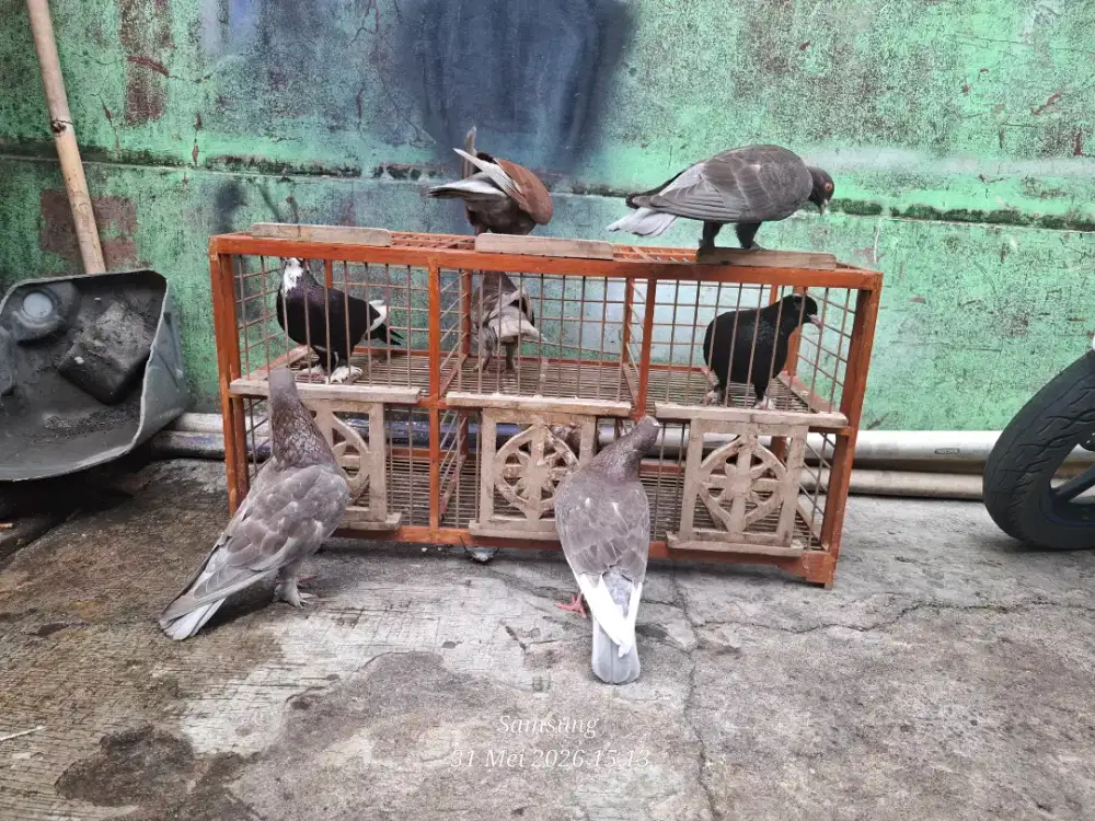 burung merpati jebros