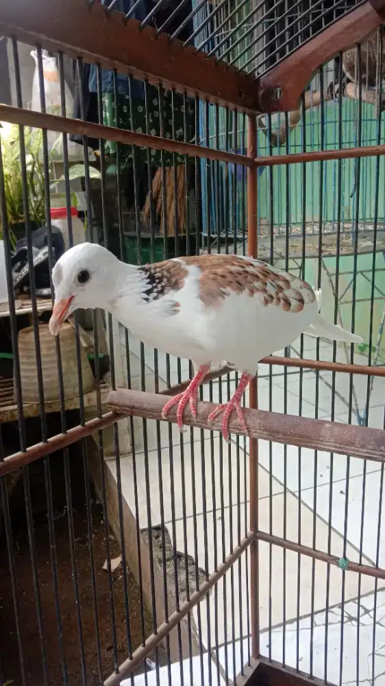 Siap breeding tekukur