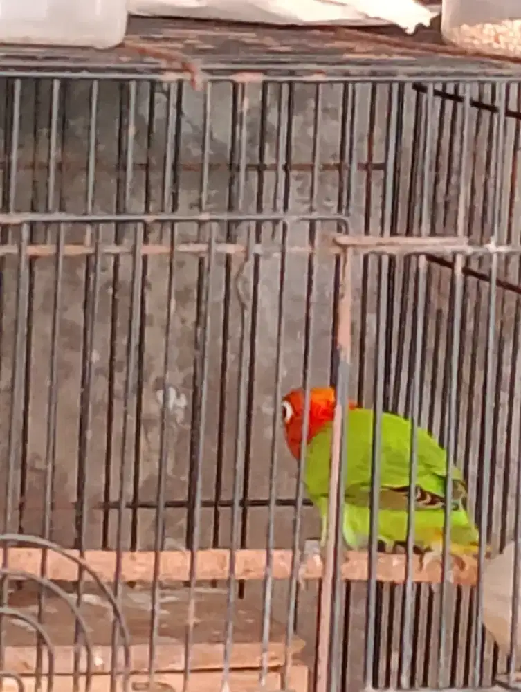 Biola green jantan tembus ekor