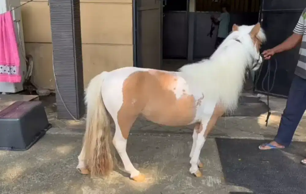 Kuda pony import
