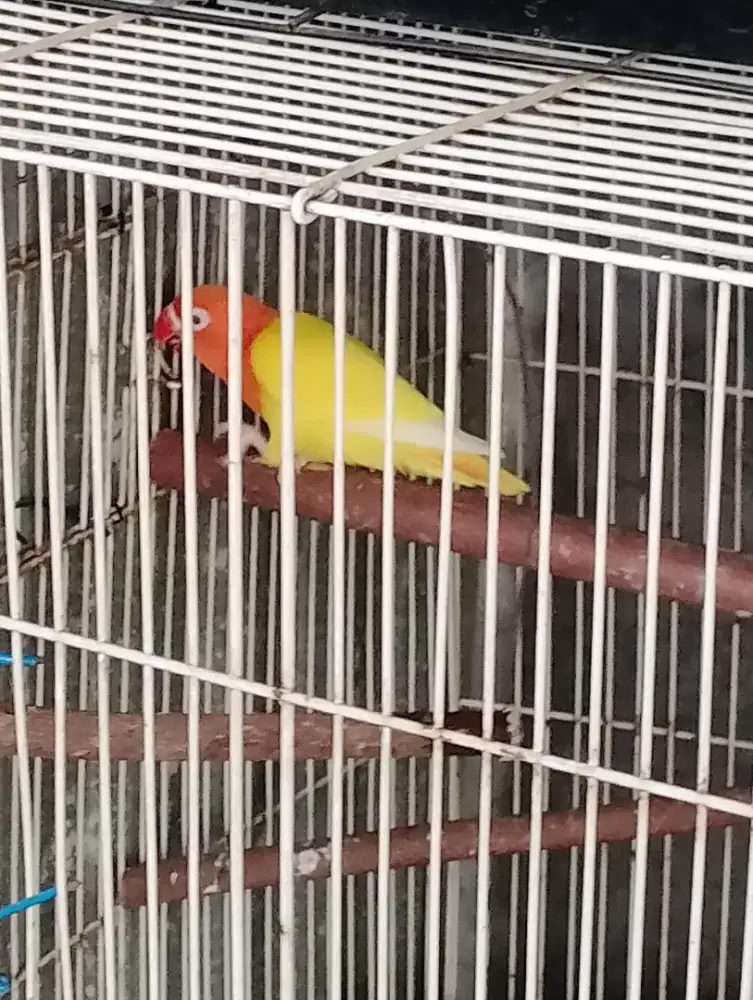 Biola ino jantan mata merah