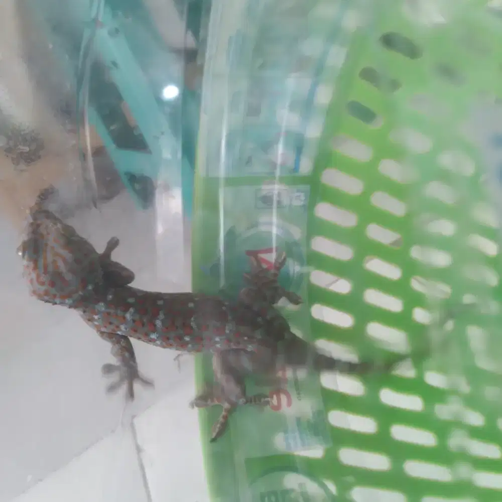 Jual tokek rumah