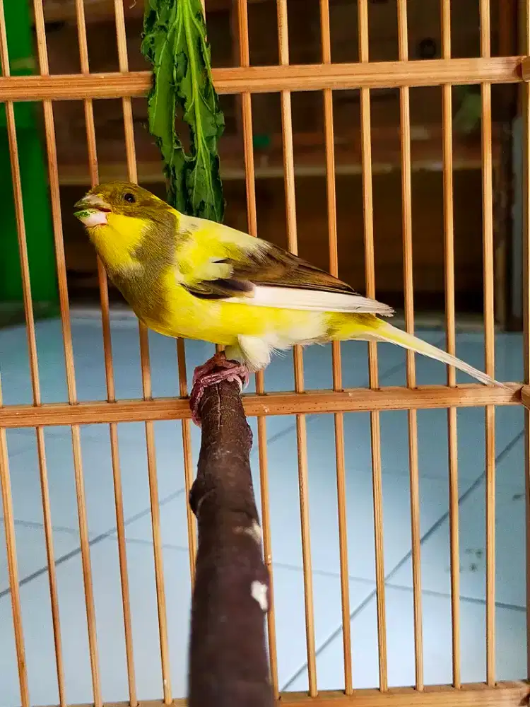 Burung kenari bon kuning jantan gacor