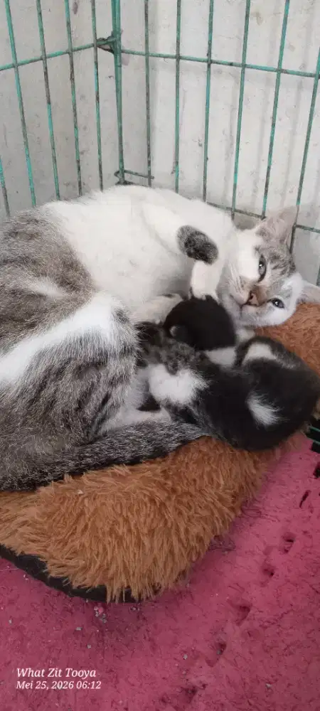 Cat Sitter wilayah depok & sekitarnya