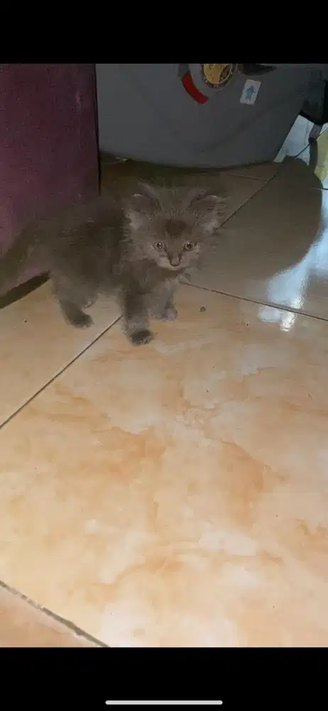 Kitten persia abu betina