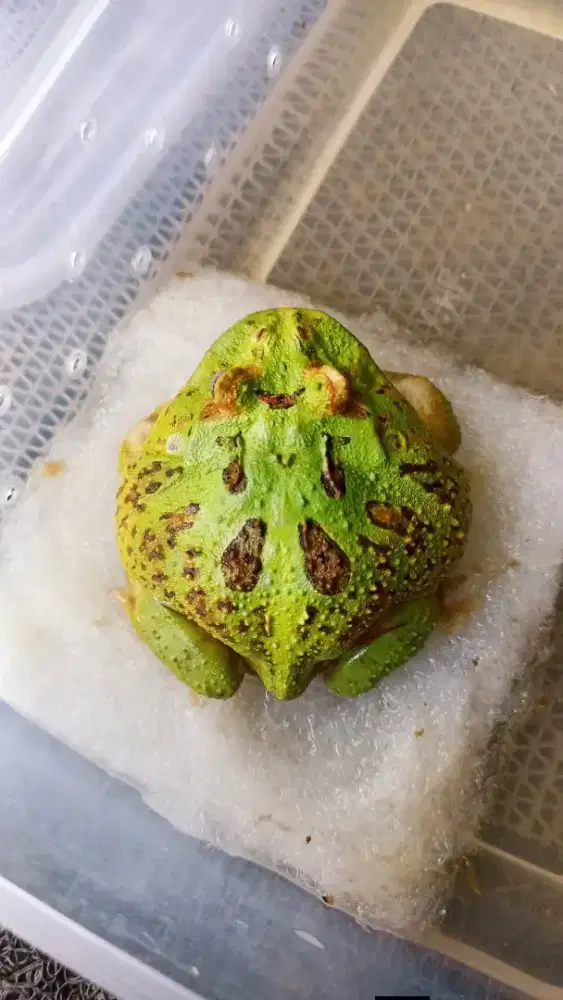 Kodok Pacman Jumbo